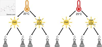 Interactions Between Ultraviolet B Radiation, Warming, and Changing Nitrogen Source May Reduce the Accumulation of Toxic Pseudo-nitzschia multiseries Biomass in Future Coastal Oceans